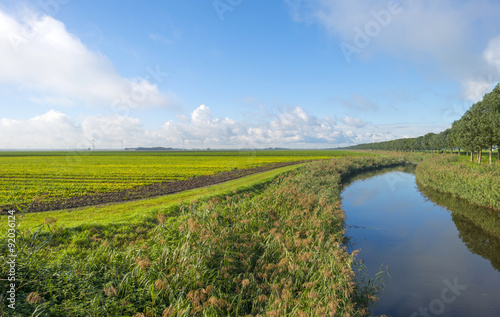 Canal through a field with vegetables at fall