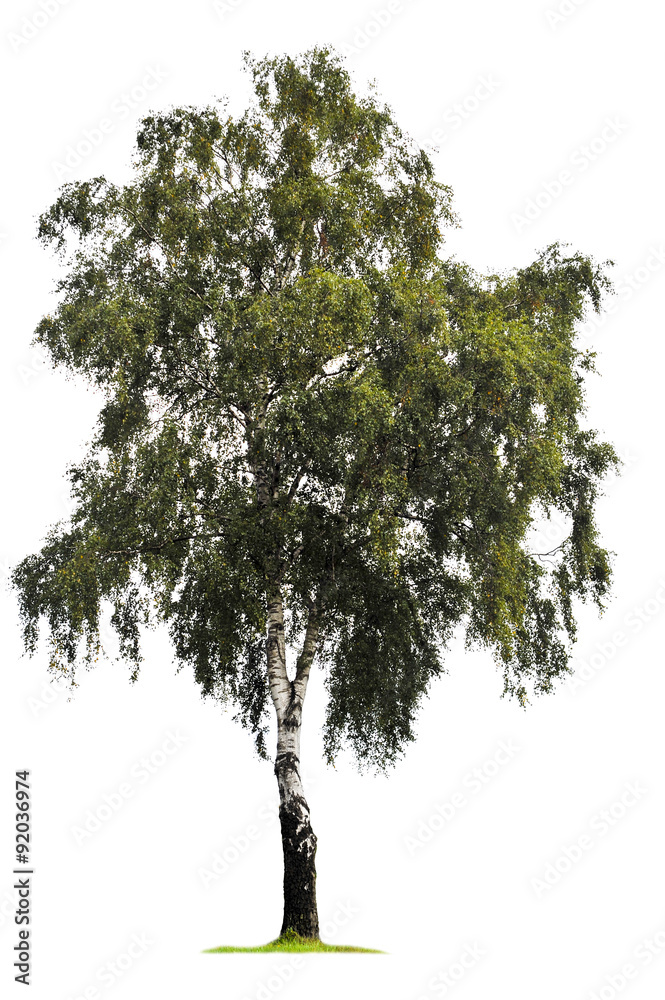 Obraz premium Brzozy drzewo odizolowywający