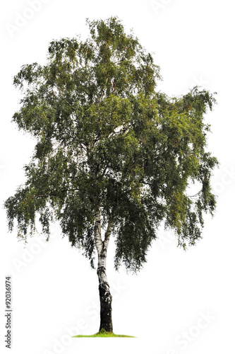 Birch tree isolated