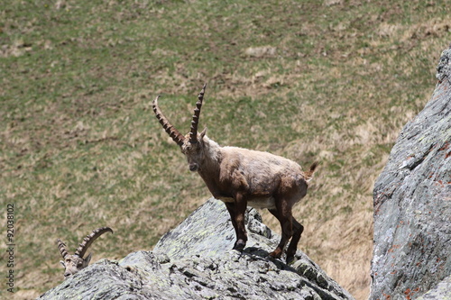 Junger Steinbock © Sandner.Bernhard