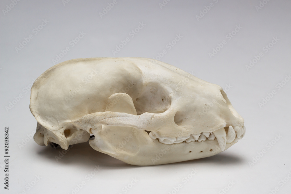 Fototapeta premium Skull from a badger