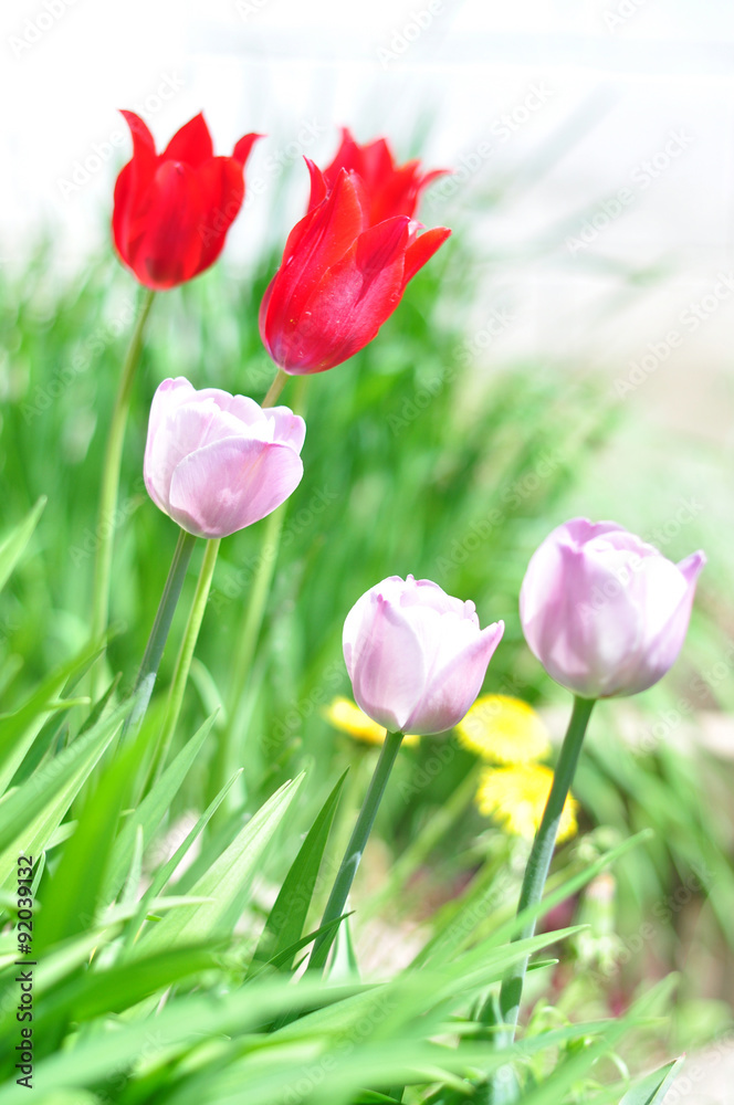Purple and red tulips