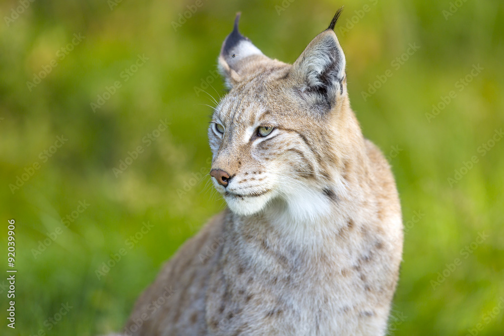 Eurasian lynx sitting in the green grass Eurasian lynx sitting in the green grass
