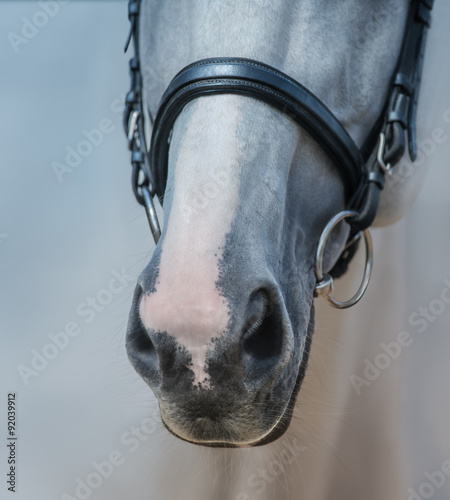 Fototapeta Naklejka Na Ścianę i Meble -  Muzzle of grey stallion with white mark close up