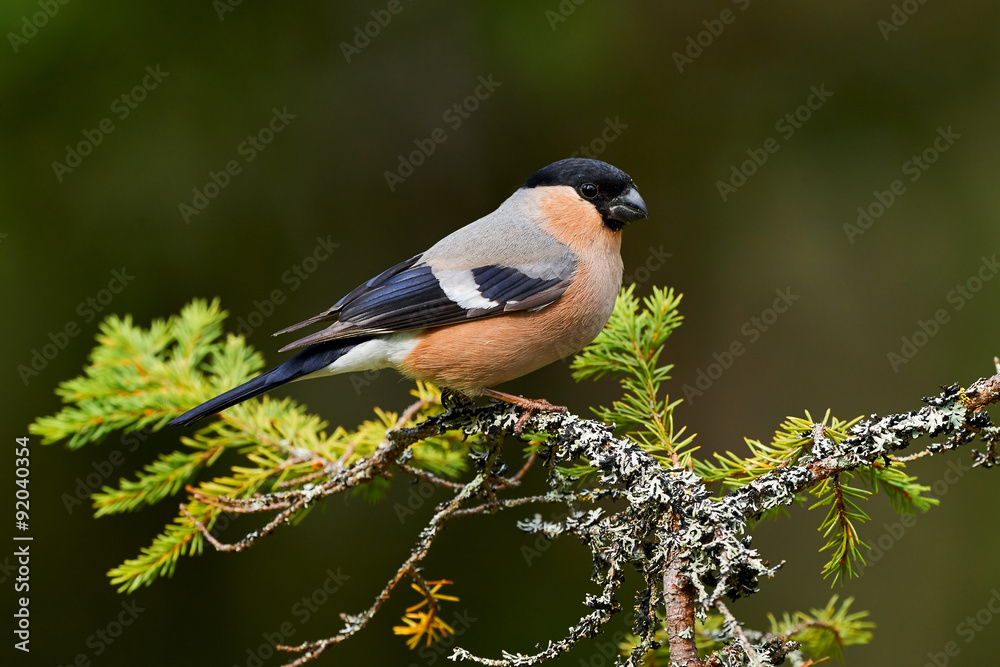 Obraz premium Female bullfinch