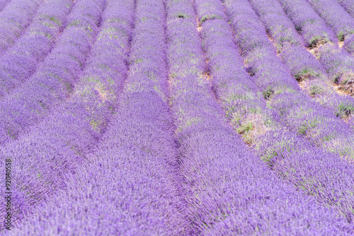 Detail of a beautiful lavender filed in Provence, France 