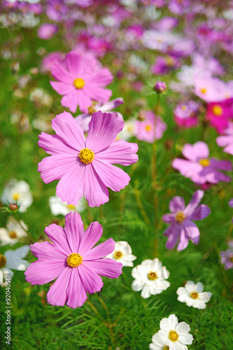 Colorful of Cosmos flowers with green leaf