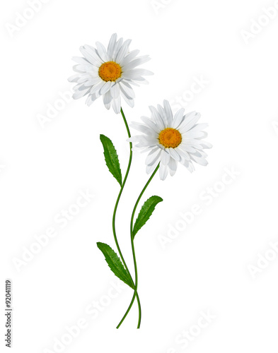 Wallpaper Mural daisies summer white flower isolated on white background Torontodigital.ca