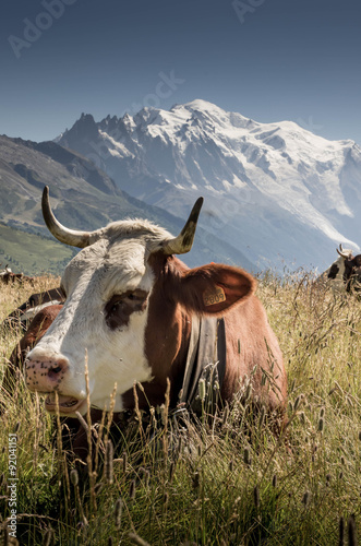 vache dans les alpes