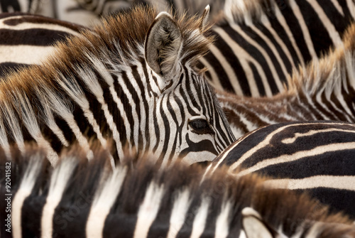 black and white stripes of zebras