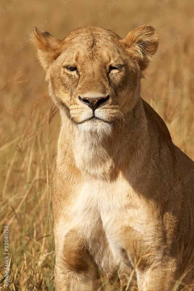 Fototapeta premium Portrait of lioness