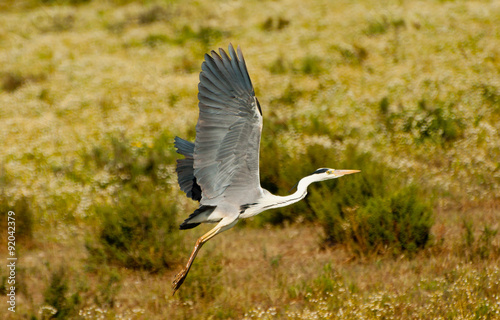 Garza volando al atardecer. Parque Nacional de Doñana, España.