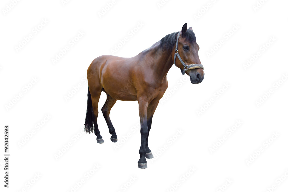 Fototapeta premium Horse isolated on a white background. Isolate.