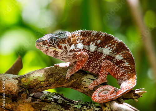 Chameleon sitting on a branch. Madagascar.