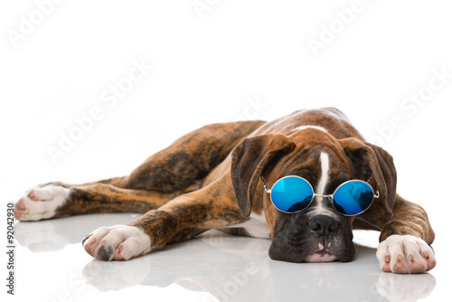 Fototapeta Naklejka Na Ścianę i Meble -  Welpe mit Sonnenbrille