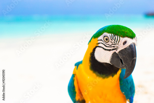 Cute colorful parrot on tropical white sandy beach on Maldives