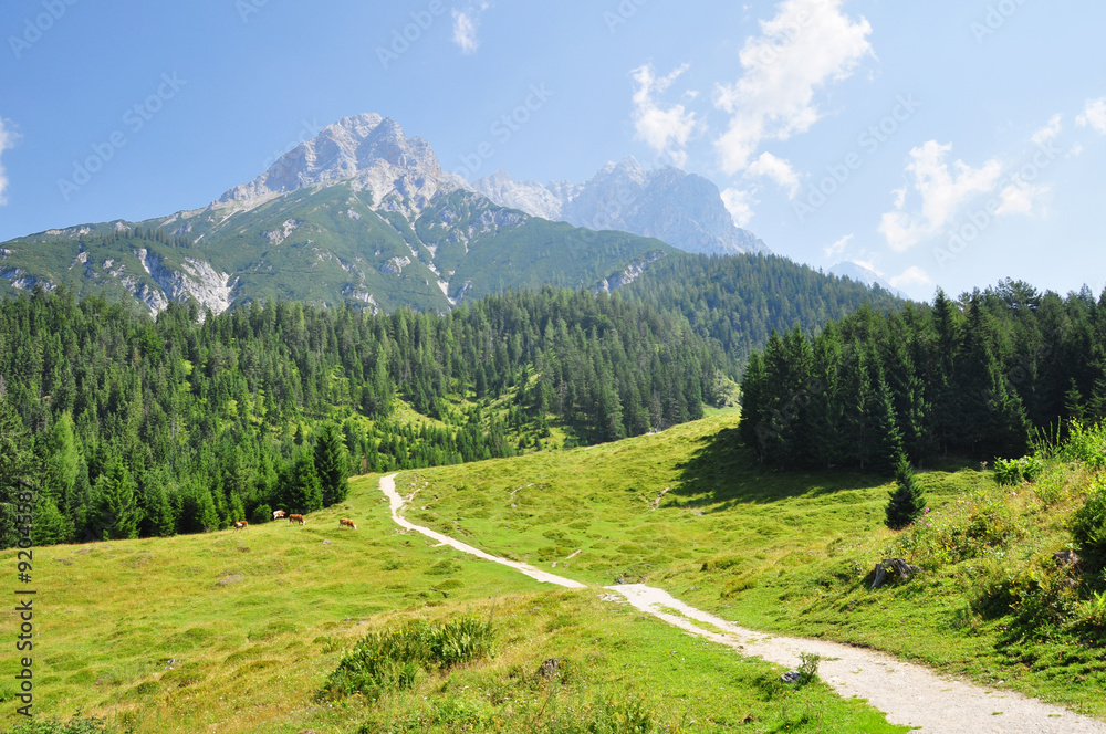 Almwiese mit Steinernes Meer, Bergpanorama, Saalfelden, Pinzgau, Salzburg, Österreich