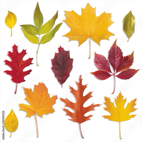 Autumn leaves collection. Vector set. 