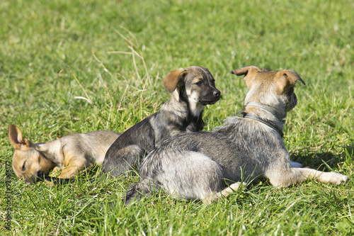 a group of cute dogs - mother and puppies