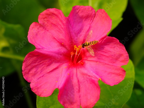horse fly and the morning glory flower