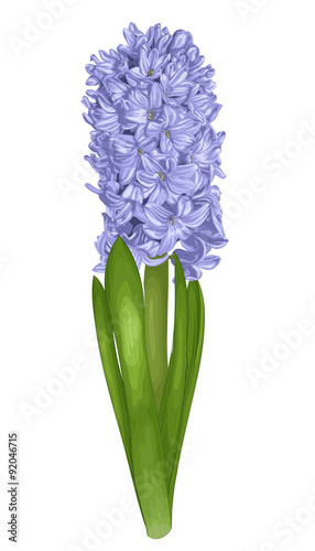 beautiful purple hyacinth with the effect of a watercolor drawing isolated on white background.