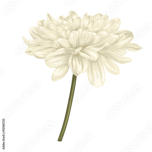 Fototapeta Naklejka Na Ścianę i Meble -  beautiful beige dahlia with the effect of a watercolor drawing isolated on white background.