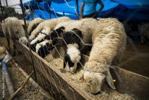 Fotografija Sacrificial market