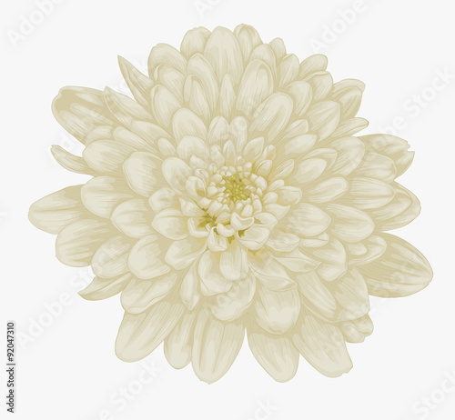 Fototapeta Naklejka Na Ścianę i Meble -  beautiful beige dahlia isolated on white.