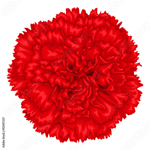 Beautiful red carnation isolated on white background. photo
