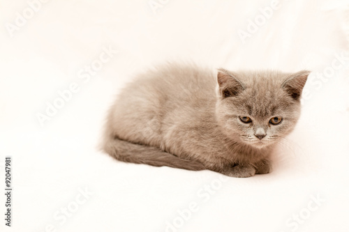 Grey kitten © foaloce