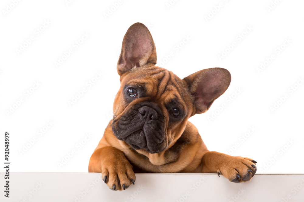 French Bulldog puppy - obrazy, fototapety, plakaty 