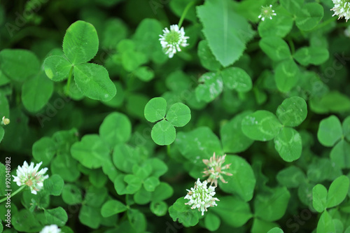 Clover leaves background