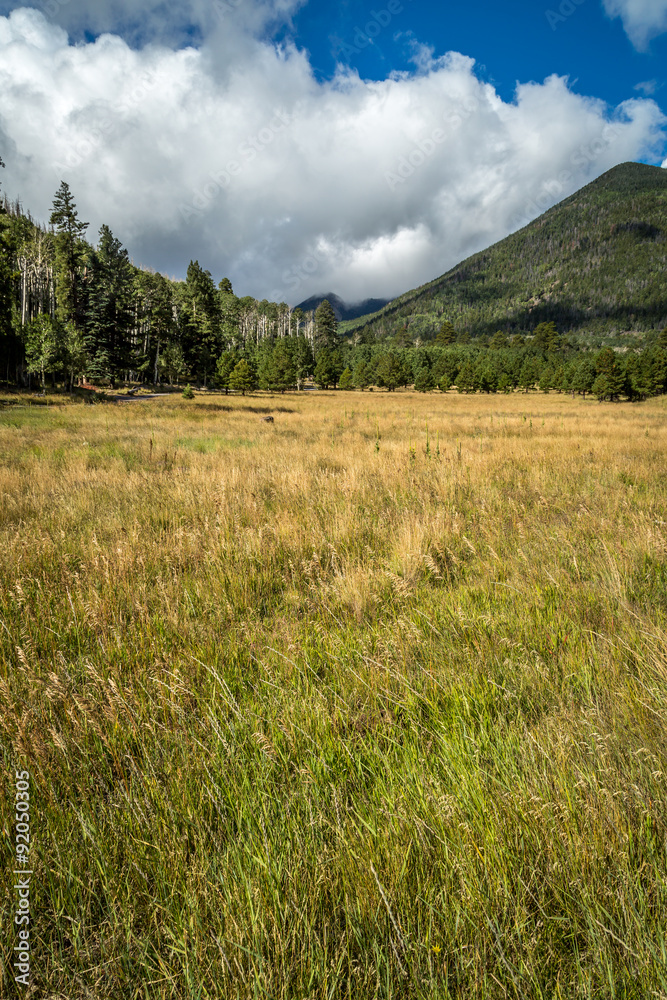 Fototapeta premium Mountain field meadow