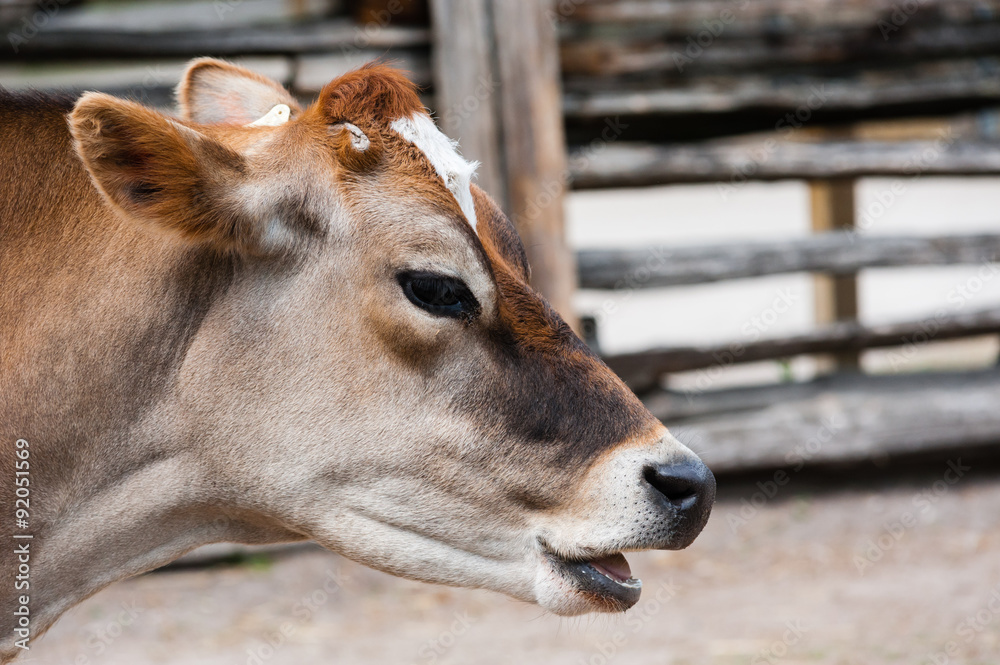 Close-up of jersey cow head with mouth open Close-up of jersey cow head with mouth open
