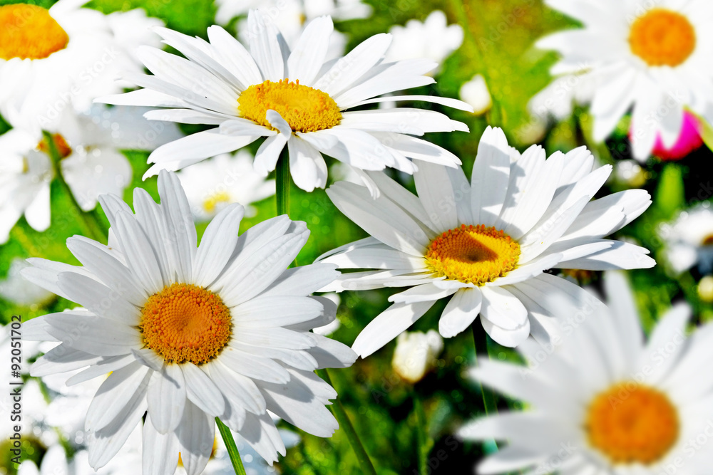 Obraz premium Wildflowers daisies