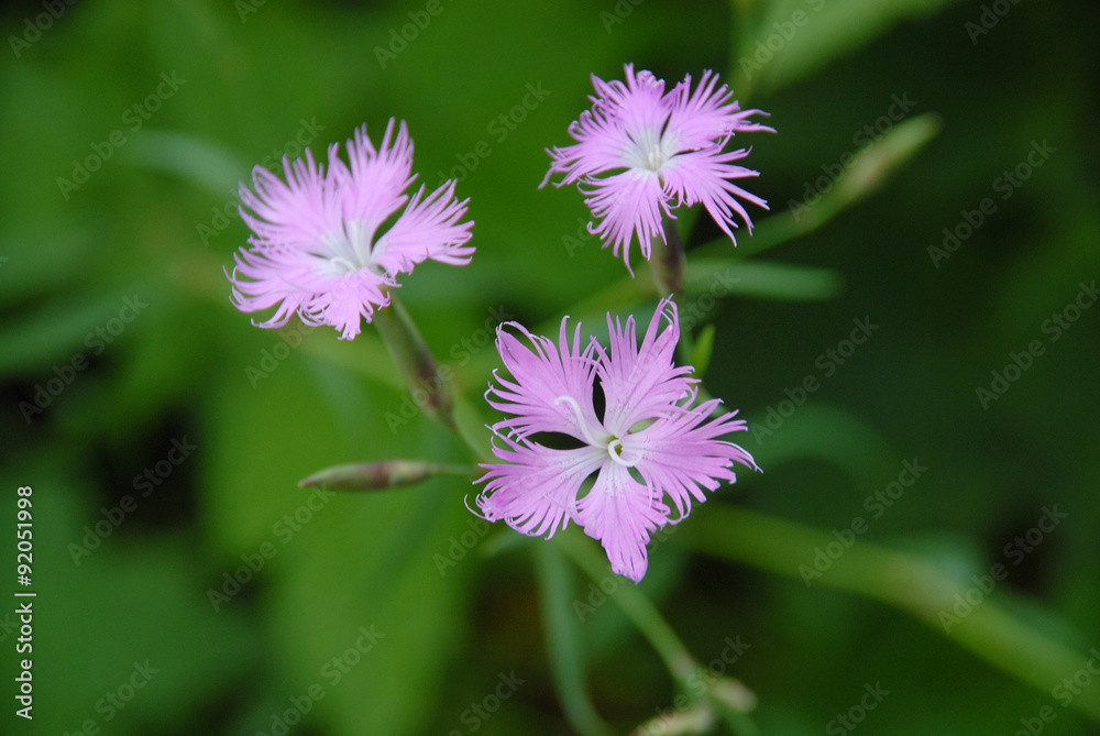 紫の花