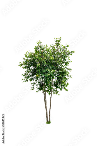 small tree isolated on white