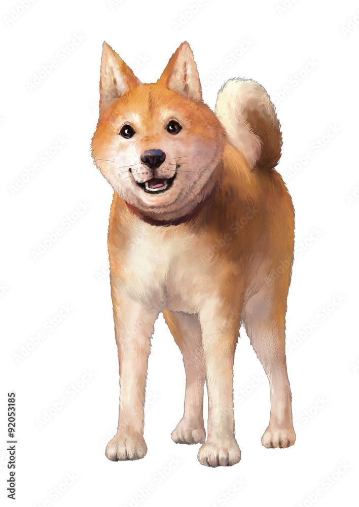 柴犬 白背景 Stock Illustration Adobe Stock