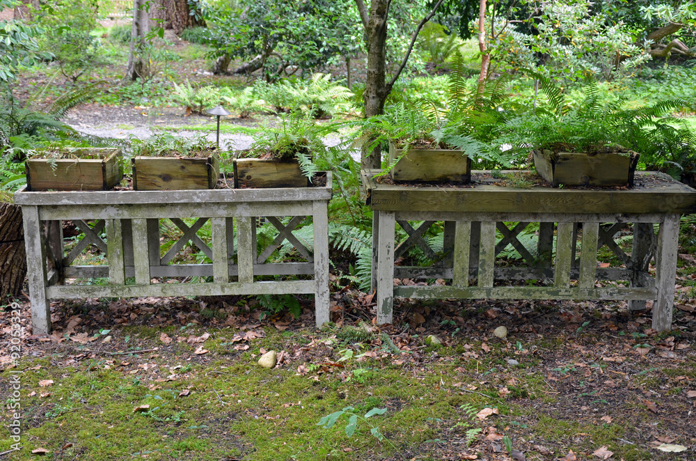 Old wooden fern planters on tables