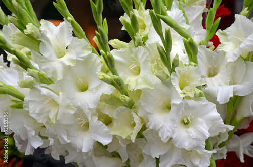 Fototapeta White gladiola flowers floral arrangement