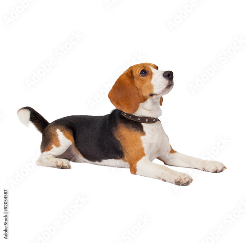 beagle dog on white background