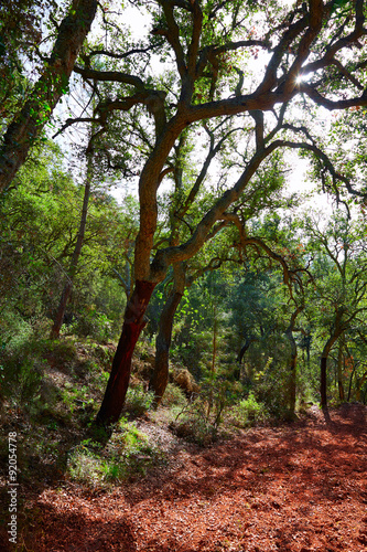 Castellon alcornocal in Sierra Espadan cork trees