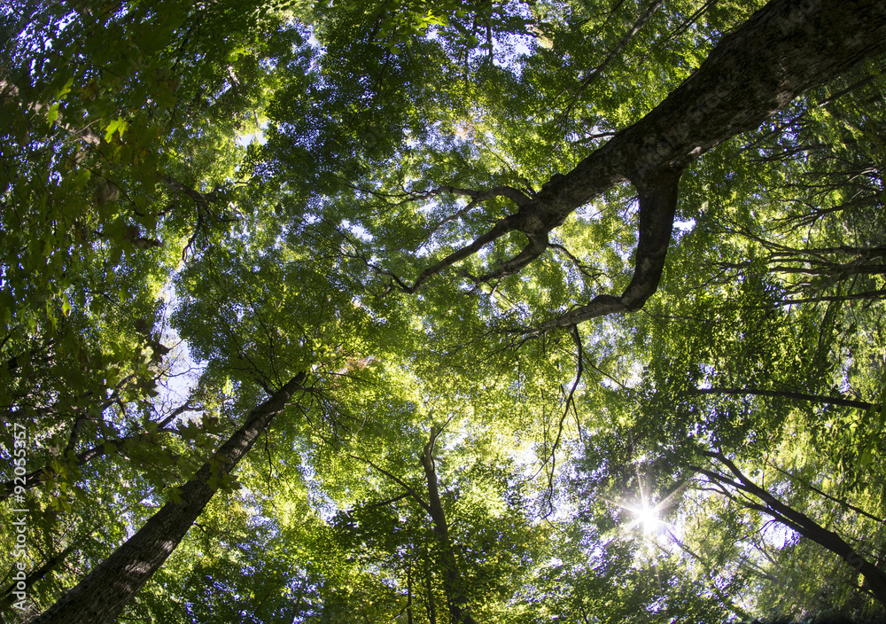 Fototapeta premium Late Summer Tree Canopy Shot With Fish Eye Lens