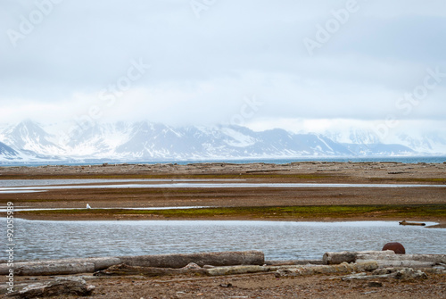 Arctic tundra in summer, Svalbard