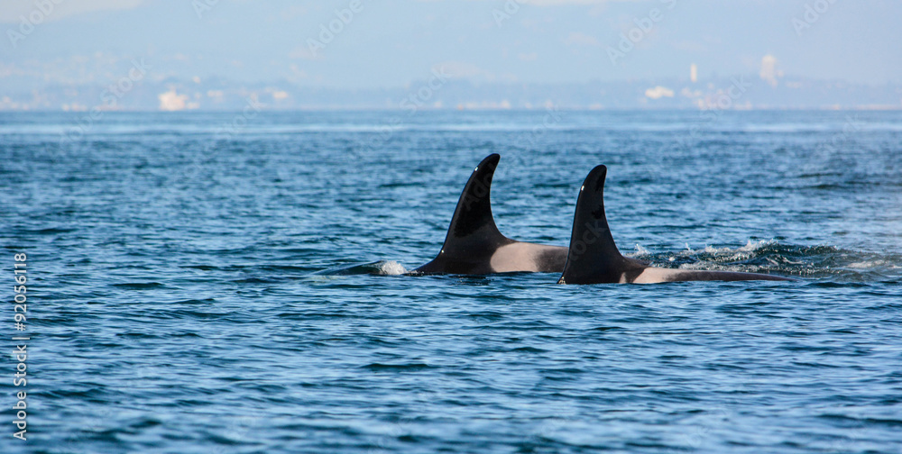 Naklejka premium Orca killer whales pair swimming with dorsal fins