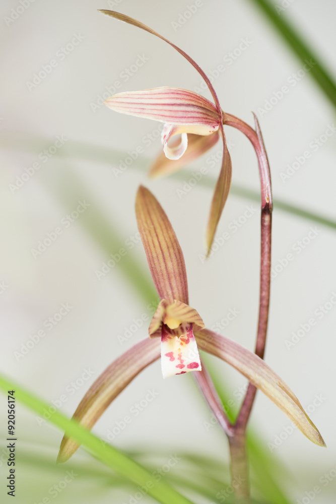 3 Best 春寒蘭 Images Stock Photos Vectors Adobe Stock