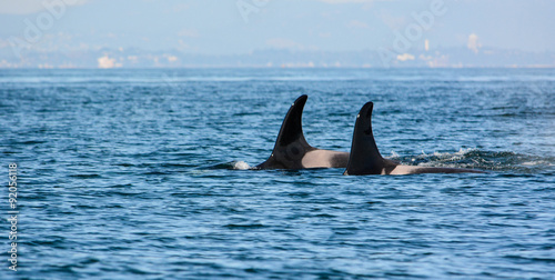 Orca killer whales pair swimming with dorsal fins