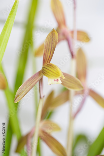 3 Best 春寒蘭 Images Stock Photos Vectors Adobe Stock