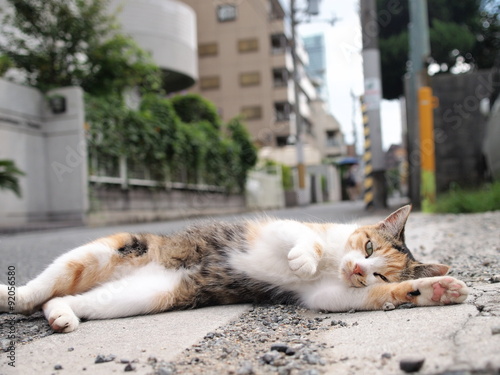 街角の猫