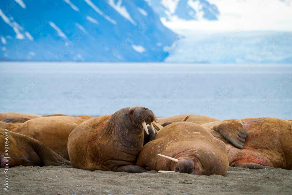 Walruses lying on the shore in Svalbard, Norway
